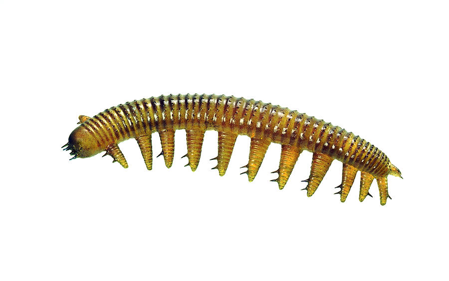 Burgess Shale Onychophoran #1 Painting by Chase Studio