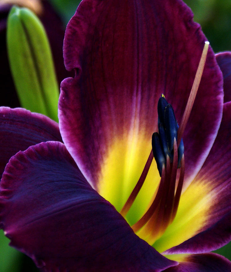 Burgundy Lily #1 Photograph by Chauncy Holmes