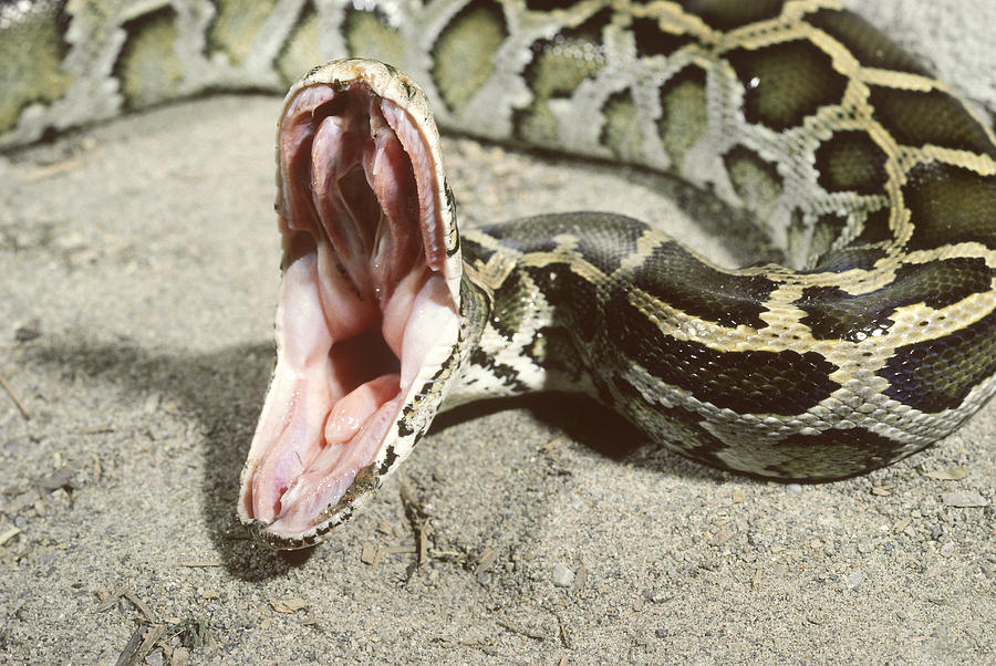 Burmese Python #1 Photograph by John Mitchell