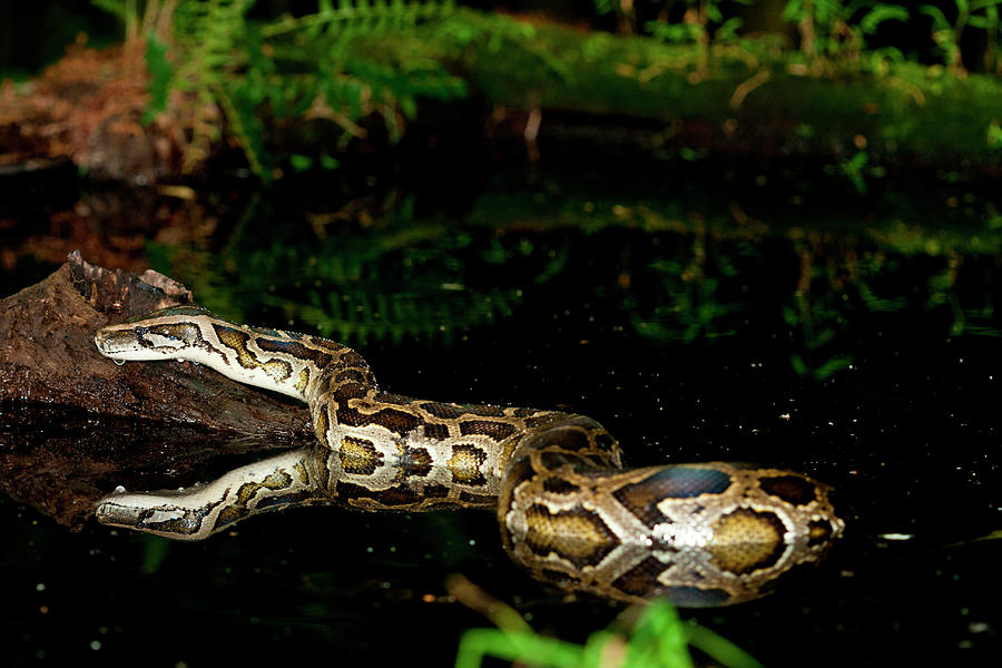Burmese Python Photograph - Burmese Python, Python Molurus #1 by David Northcott