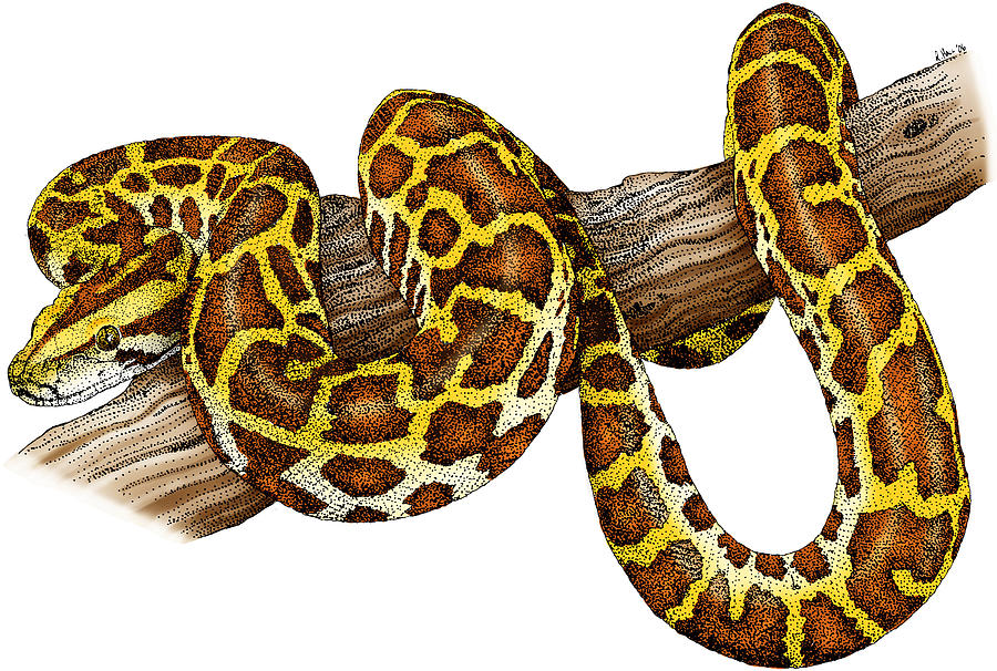 Burmese Python #1 Photograph by Roger Hall