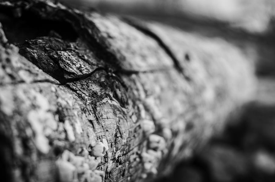 Burned Log Photograph by Alex Pochinok - Fine Art America