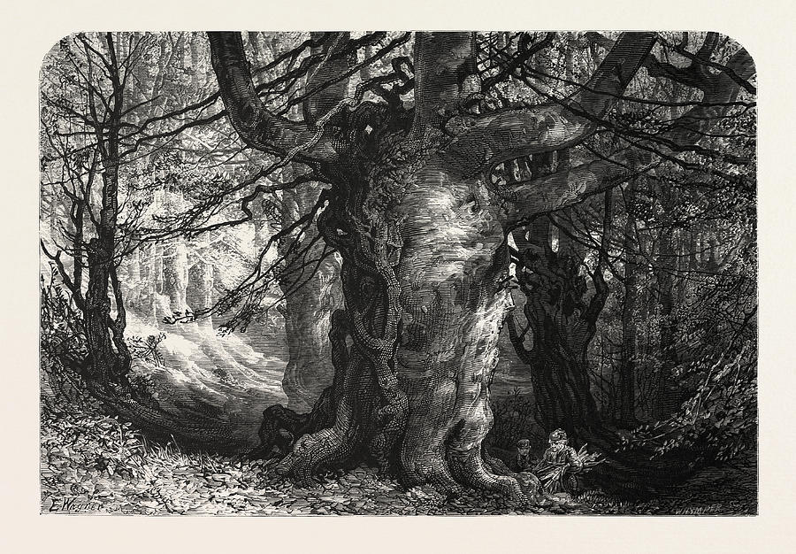 Burnham Beeches, Uk, Great Britain, United Kingdom Drawing by English ...