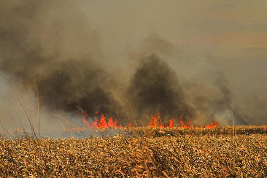 Burning A Sugarcane Field Photograph By Ronald Olivier - Fine Art America