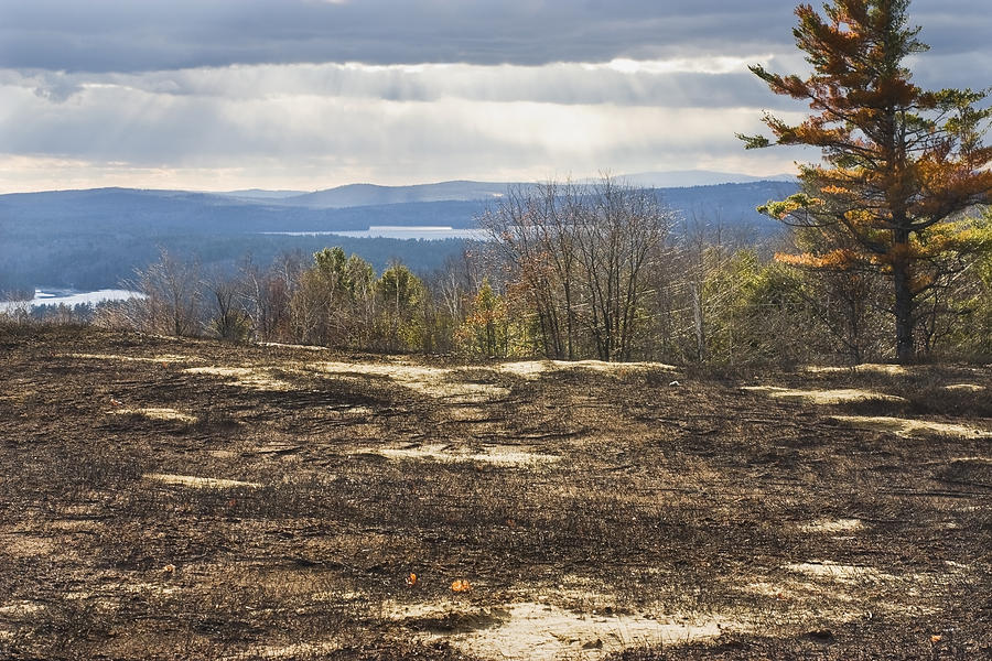 Fall Photograph - Burnt Blueberry Field In Maine #1 by Keith Webber Jr