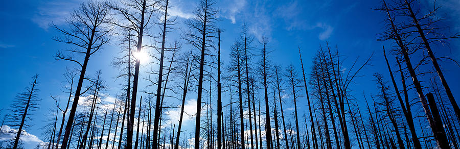 Grand Canyon National Park Photograph - Burnt Pine Trees In A Forest, Grand #1 by Panoramic Images