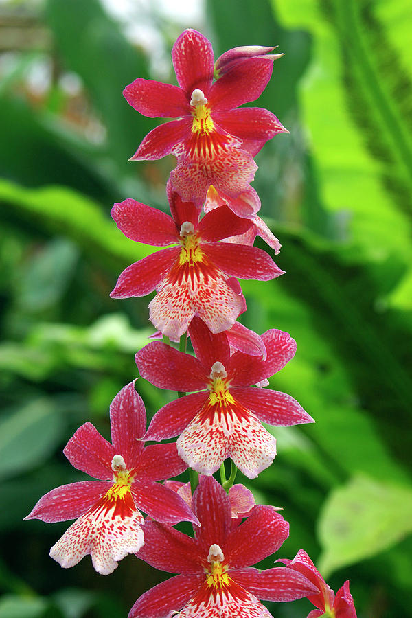 Burrageara 'nelly Isler' Photograph by Neil Joy/science Photo Library ...