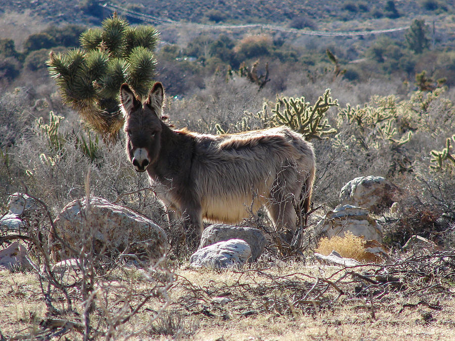 Burro Photograph by Carl Moore