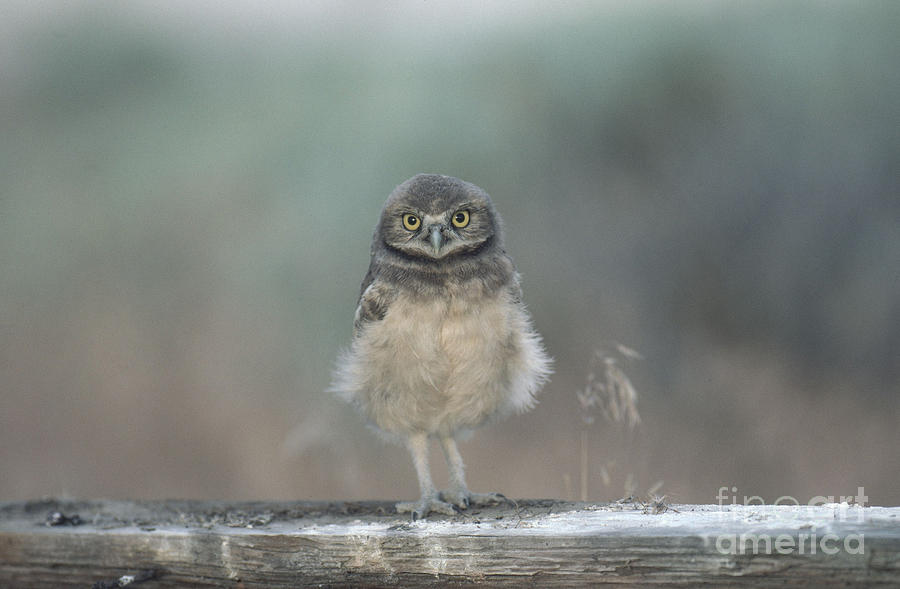 Burrowing Owl #1 Photograph by Art Wolfe