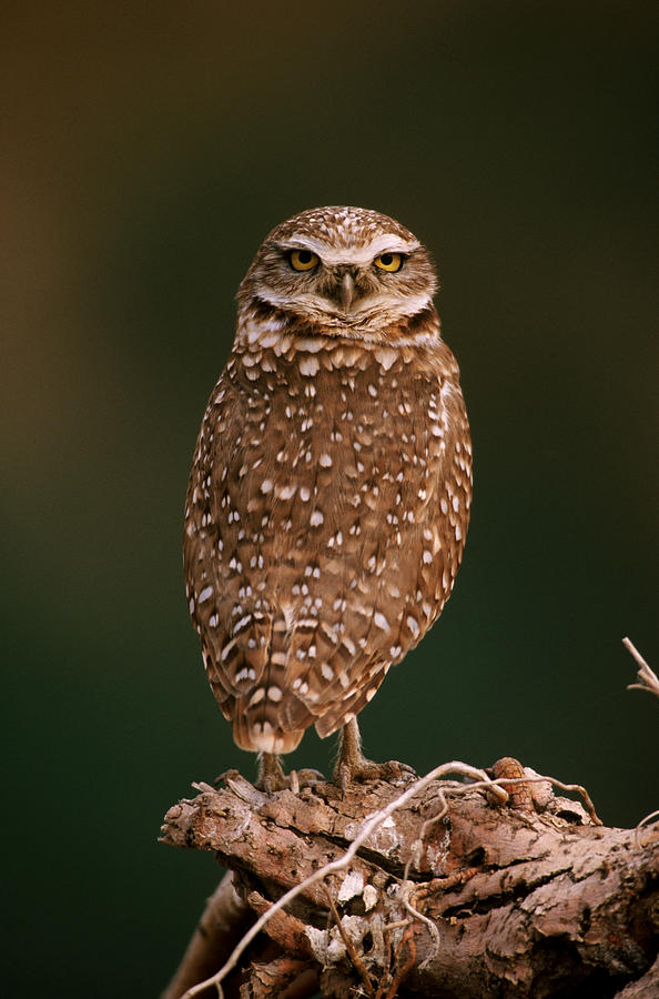 Burrowing Owl #1 Photograph by Craig K. Lorenz