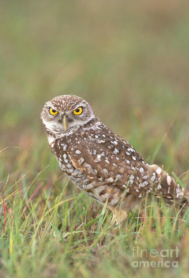 Burrowing Owl #1 Photograph by David Davis