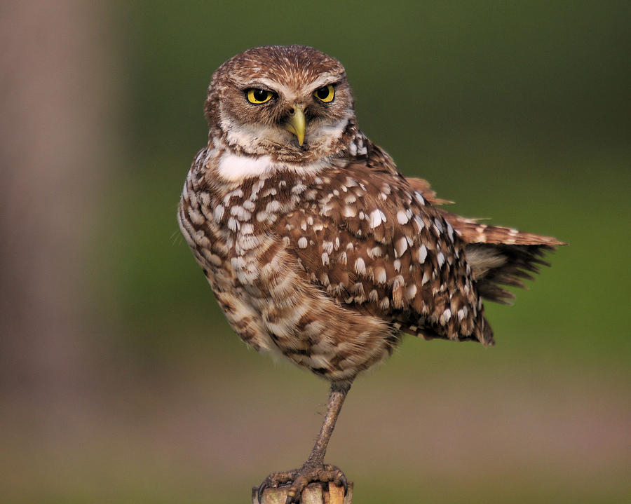 Burrowing Owl Photograph by Donnie Shackleford - Fine Art America