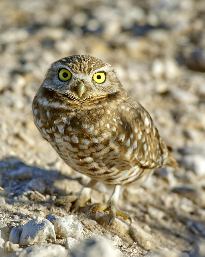 Burrowing Owl #1 Photograph by Gary Langley