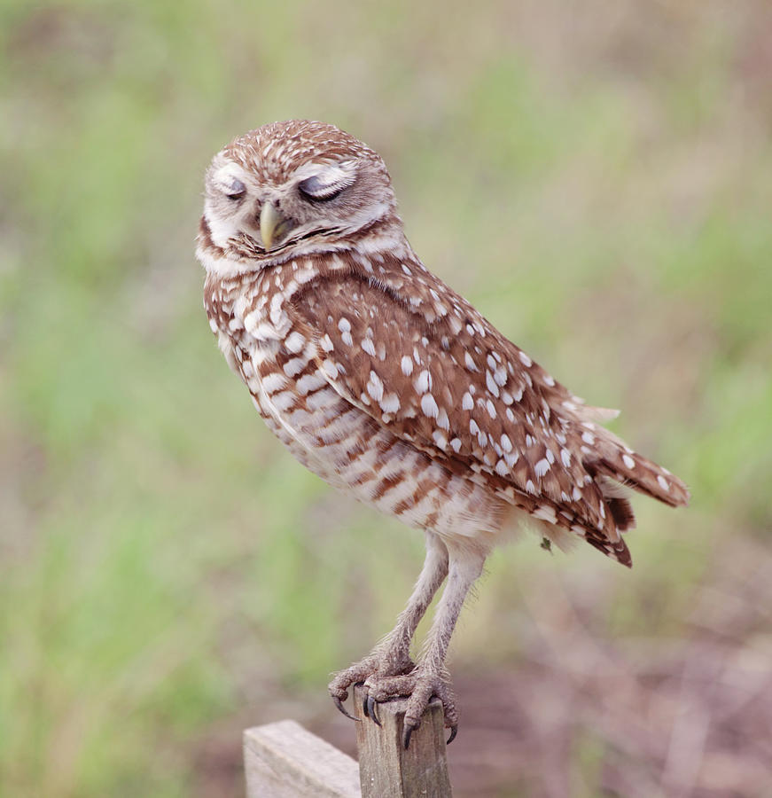 Burrowing Owl-1  Photograph by Kim Hojnacki