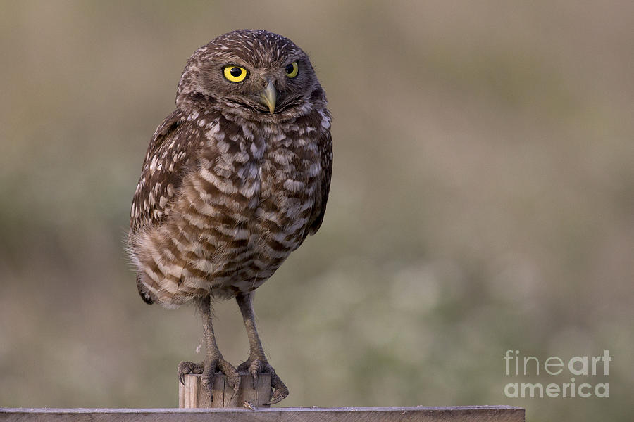 Burrowing Owl Photo #1 Photograph by Meg Rousher