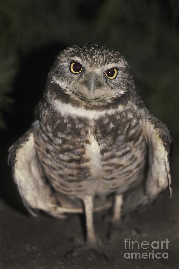 Burrowing Owl #1 Photograph by Ron Sanford
