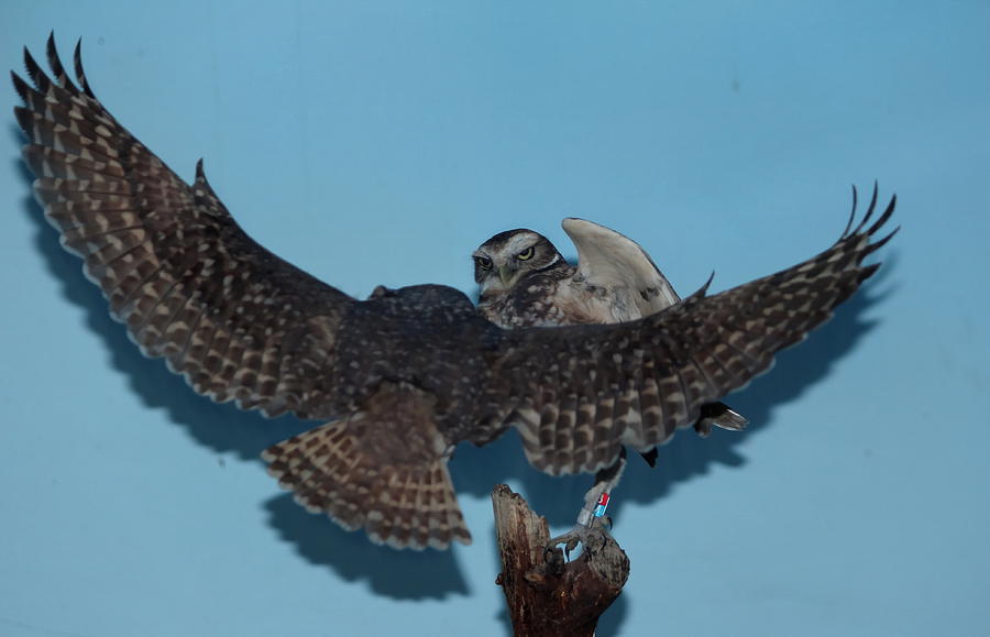 Bird Photograph - Burrowing Owls #1 by Larry Trupp