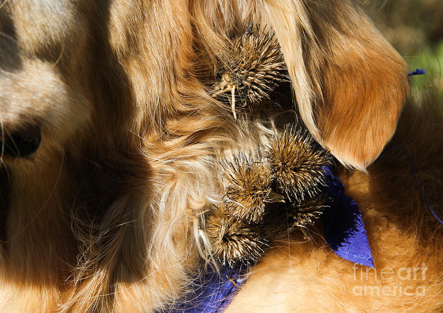 Burs In Dogs Fur #1 Photograph by Photo Researchers