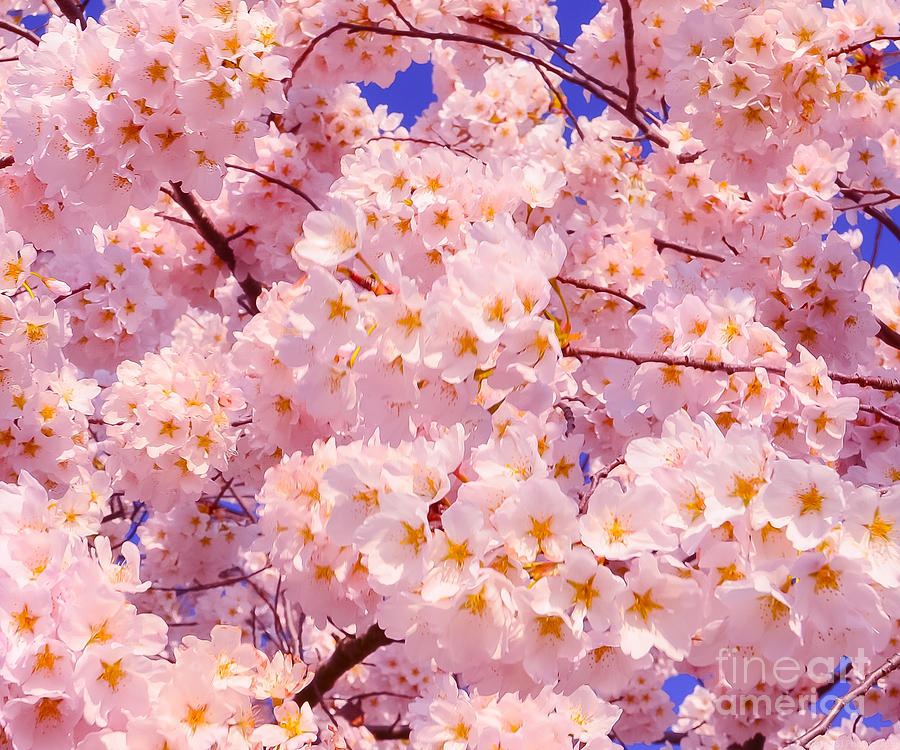 Bursting with Blossoms #1 Photograph by Jeff at JSJ Photography