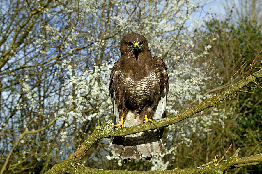 Buse variable3