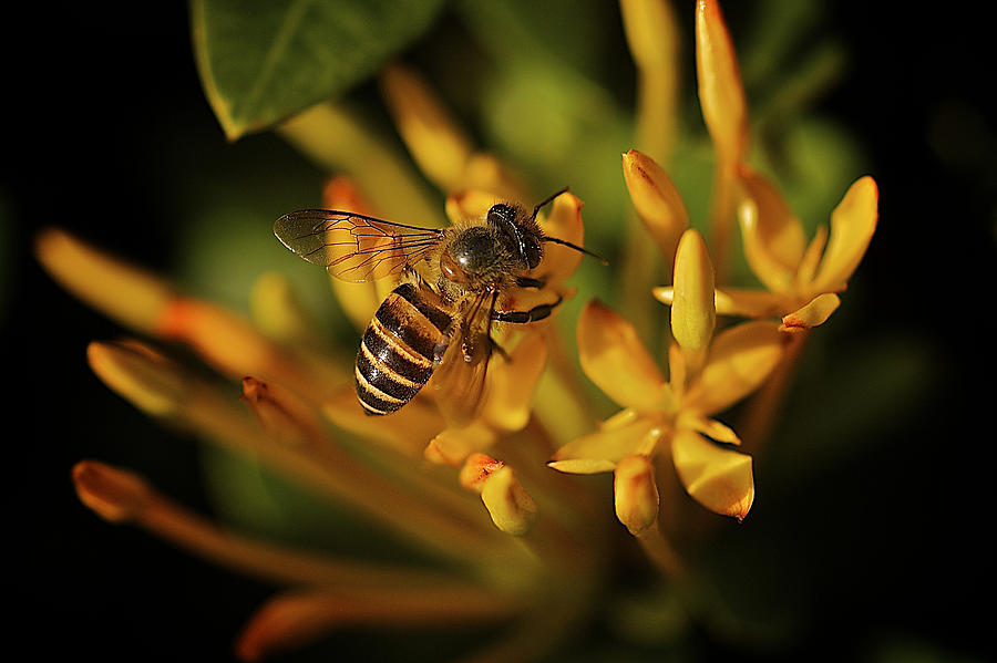 Busy Bee Photograph by Arj Munoz