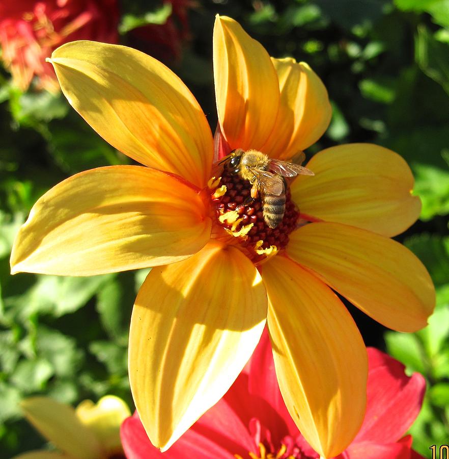 Busy Bee Pollinating Photograph by Csilla Florida