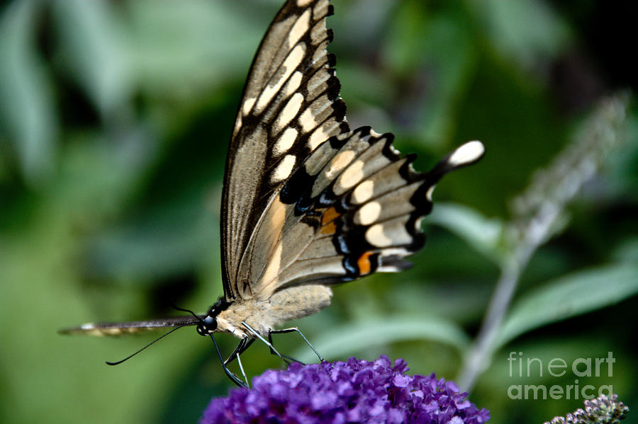 Busy Butterfly #1 Photograph by Cheryl Baxter