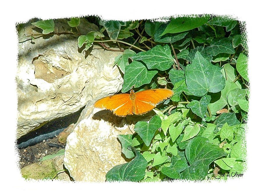 Butterfly Photograph - Butterflies #1 by Joe Oliver