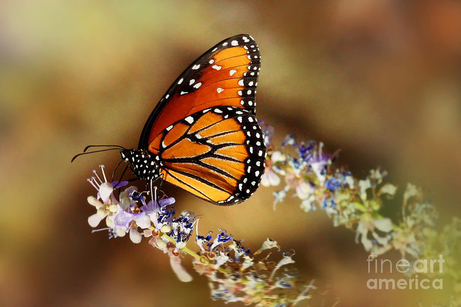 Butterfly #4 Photograph by Afrodita Ellerman