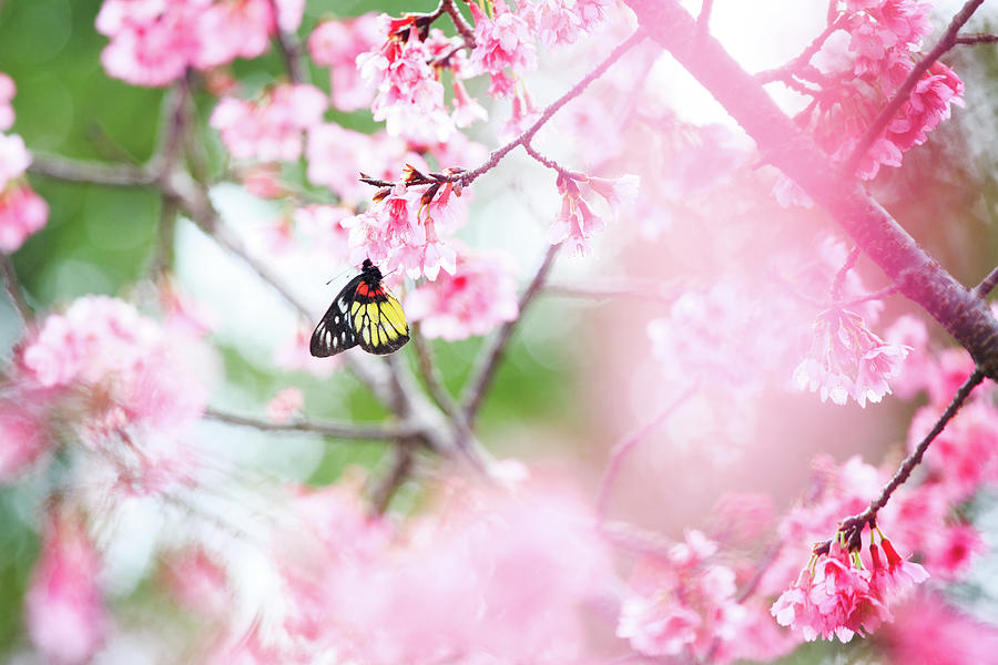 Butterfly And Cherry Blossoms #1 Photograph by Samyaoo