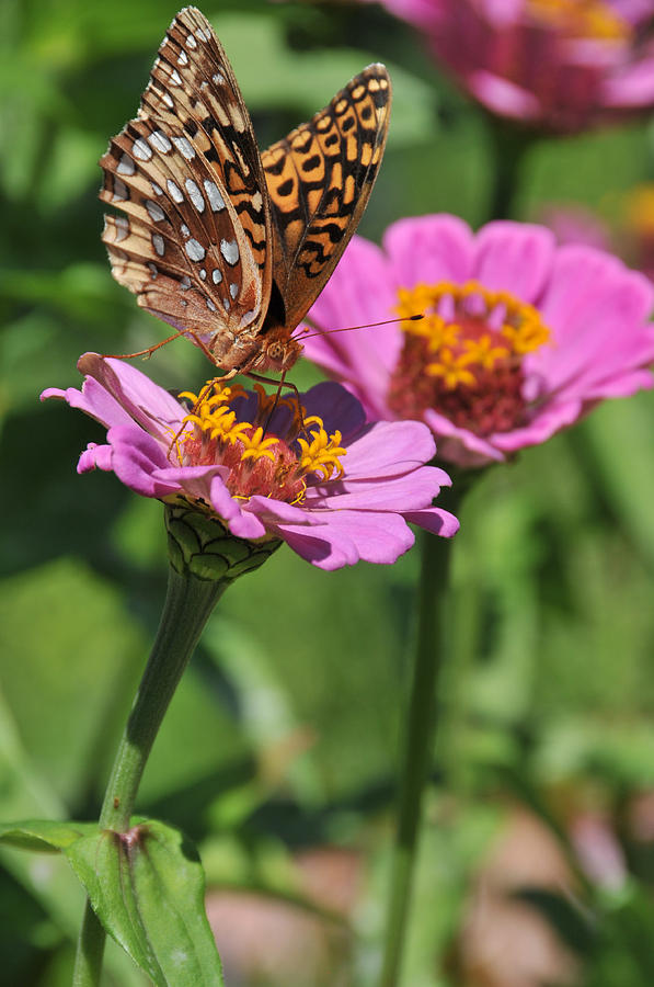 Butterfly And Zinnia Mix #1 Photograph by Bonnie Sue Rauch