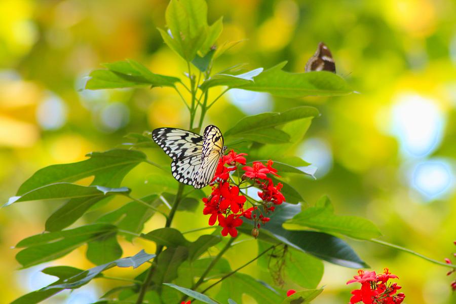 Butterfly Photograph - Butterfly Beauty #1 by Karen Wagner