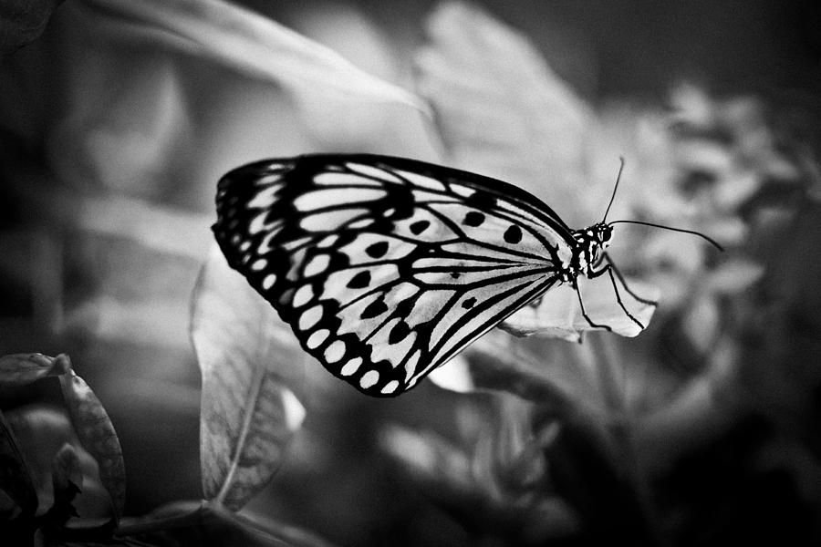 Butterfly Black And White #2 Photograph by Bradley R Youngberg