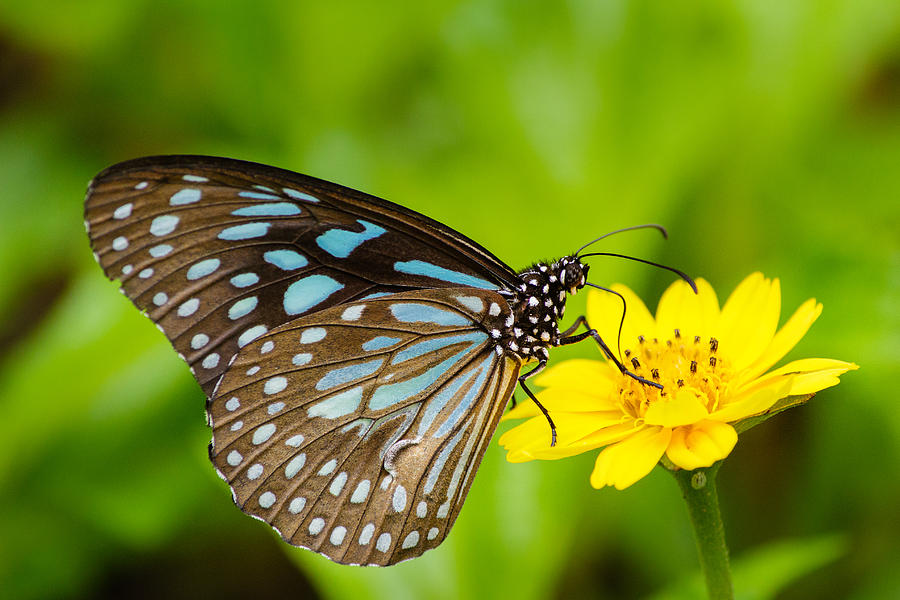 Butterfly - Blue Tiger #1 Photograph by SAURAVphoto Online Store