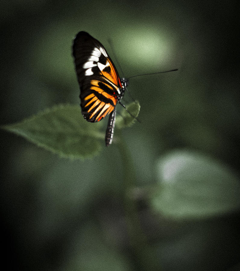 Butterfly #1 Photograph by Bradley R Youngberg