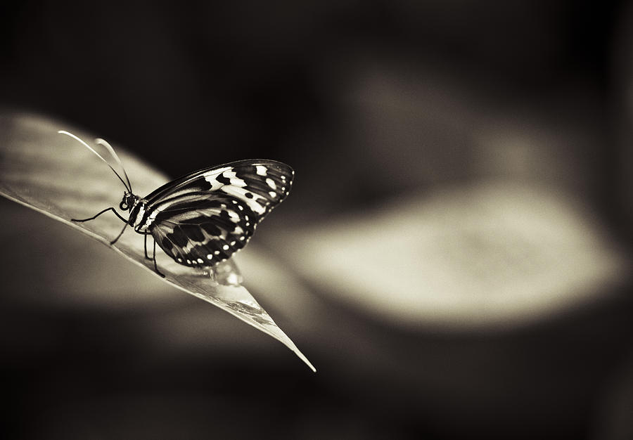 Butterfly Photograph - Butterfly Brown Tone #7 by Bradley R Youngberg