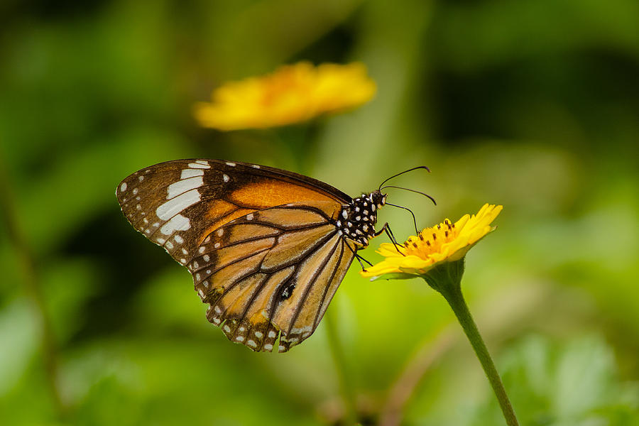 Butterfly - Common Tiger #1 Photograph by SAURAVphoto Online Store