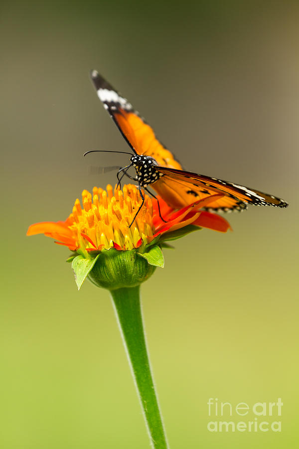 Butterfly feeding #1 Photograph by Tosporn Preede