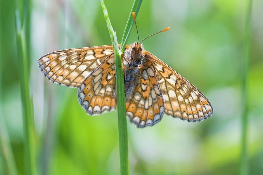 Butterfly #1 by Gustoimages/science Photo Library