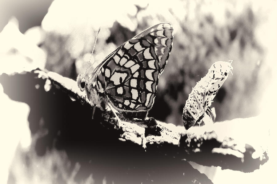 Butterfly in Black and White  #2 Digital Art by Cathy Anderson
