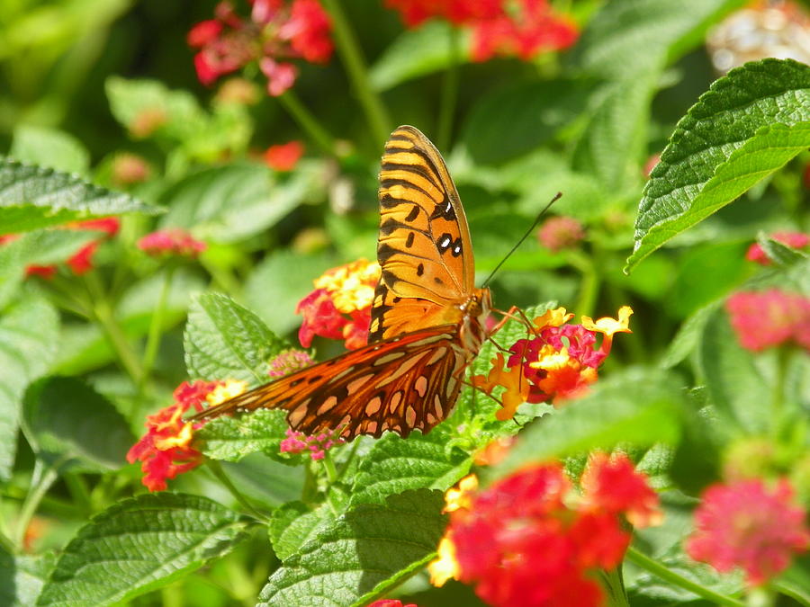 Butterfly 3 Photograph by Lisa Wooten - Fine Art America