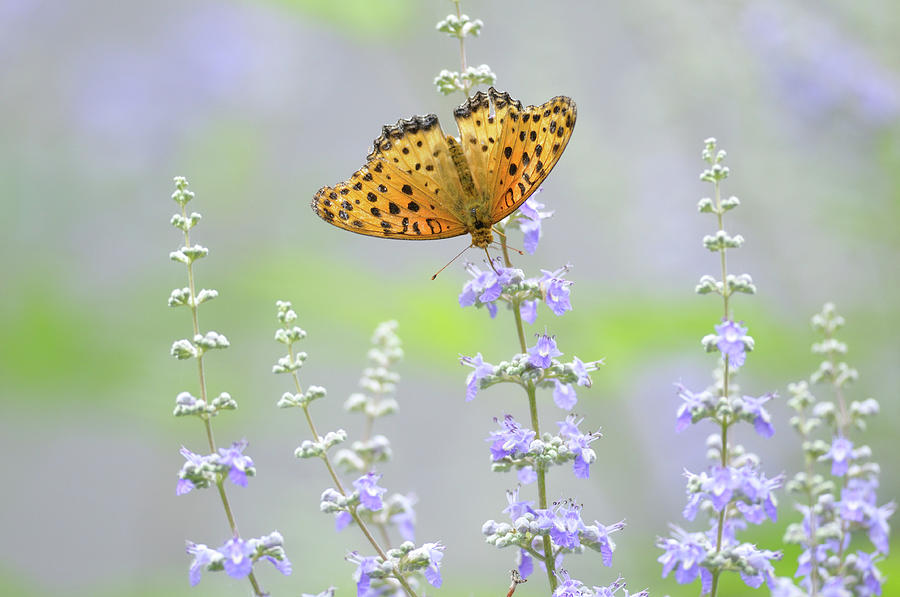 Butterfly #1 Photograph by Myu-myu
