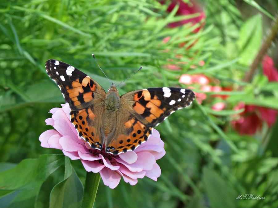 Butterfly on Zinnia Photograph by MTBobbins Photography
