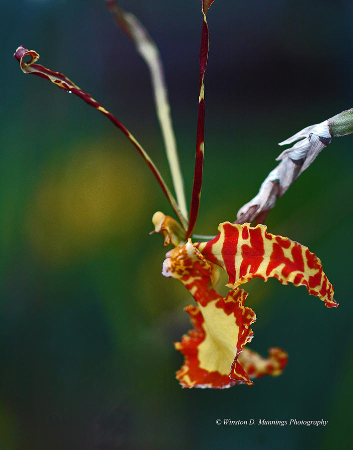 Butterfly Orchid #1 Photograph by Winston D Munnings