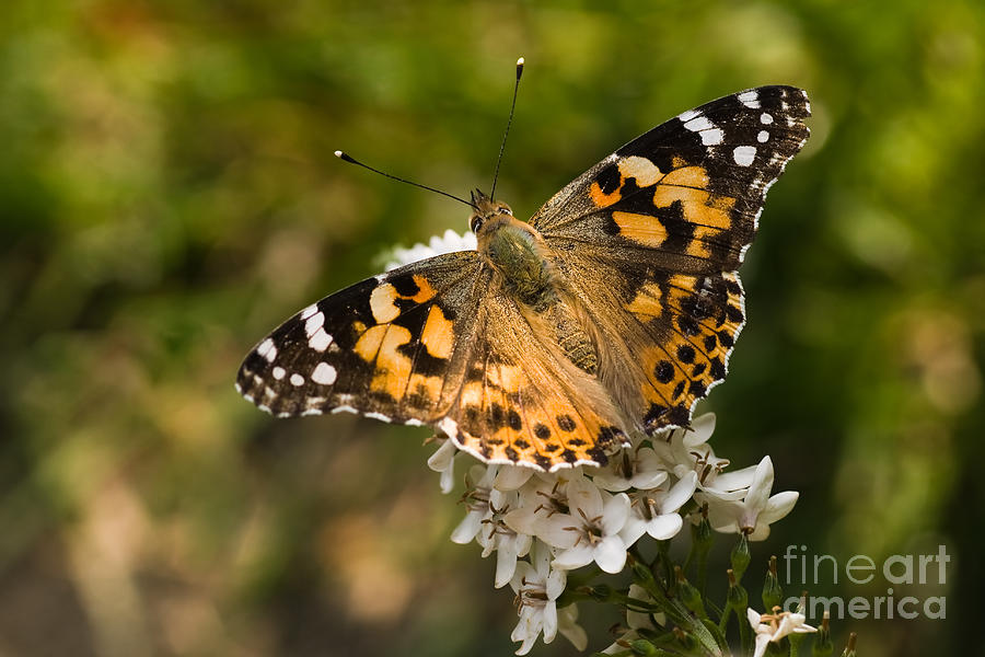 Animal Photograph - Butterfly painted lady on gooseneck loosestrife #1 by Colette Planken-Kooij