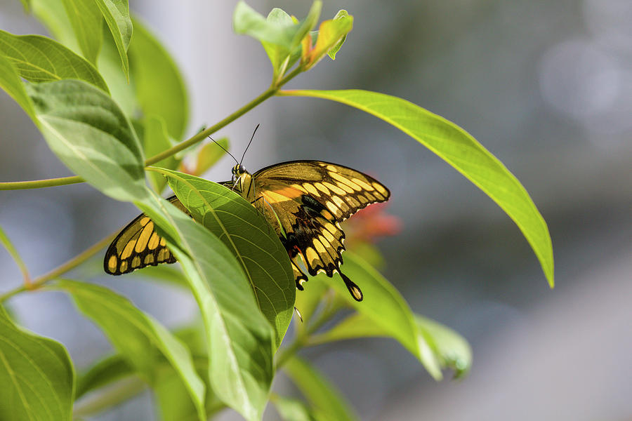 Butterfly Perching On Leaf, Florida, Usa #1 Photograph by Panoramic Images