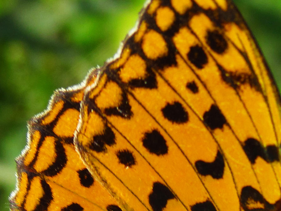 Butterfly Petal #1 Photograph by Alexandros Daskalakis