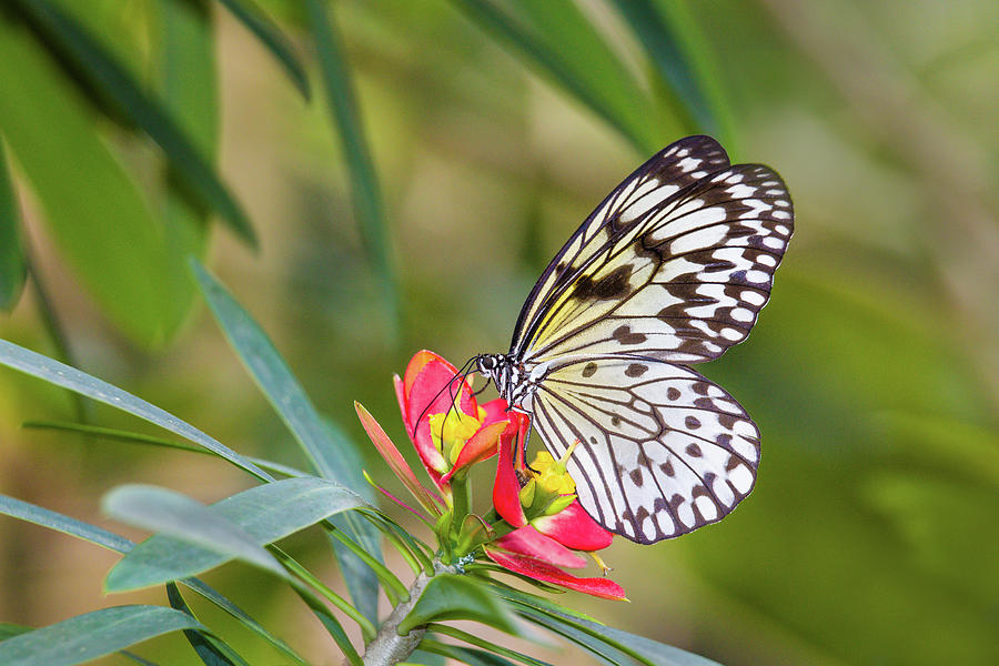 Butterfly Pollinating Flower Photograph by Animal Images | Fine Art America