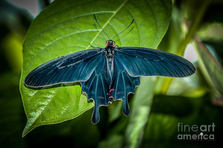 Butterfly #1 Photograph by Ronald Grogan