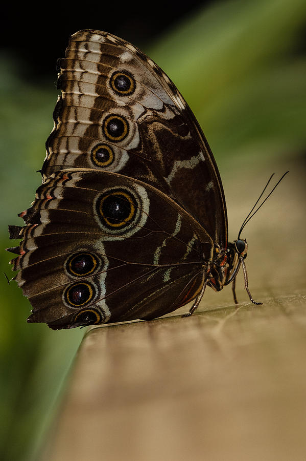 Butterfly #1 Photograph by SAURAVphoto Online Store